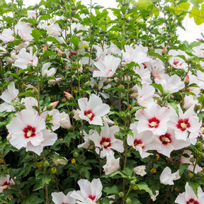 Hibiscus syriacus - Garteneibisch auf Stamm weiß-rot - Hibiskus
