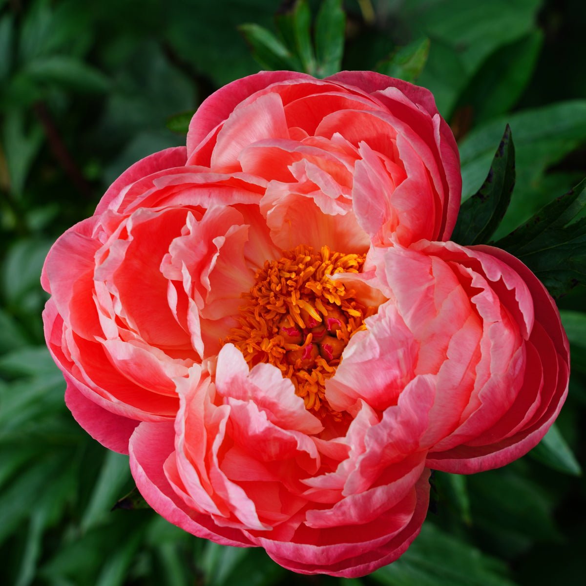 Pfingstrosen - Pfingstrose Coral Charm - Paeonia lactiflora Coral Charm