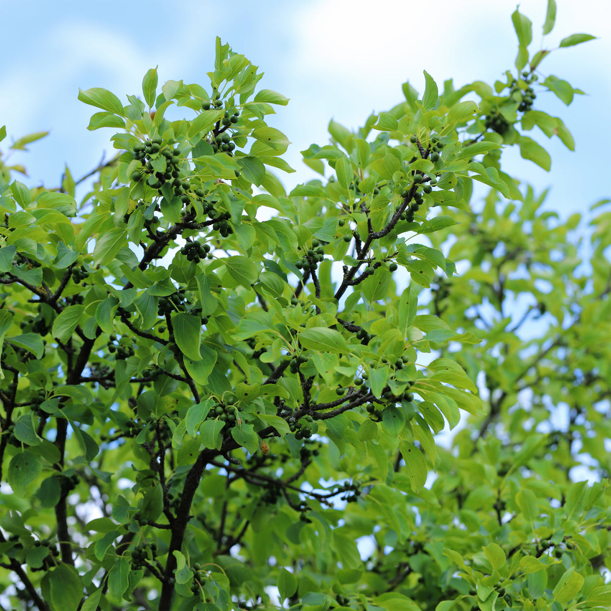 Kreuzdorn - Rhamnus cathartica - Willemse