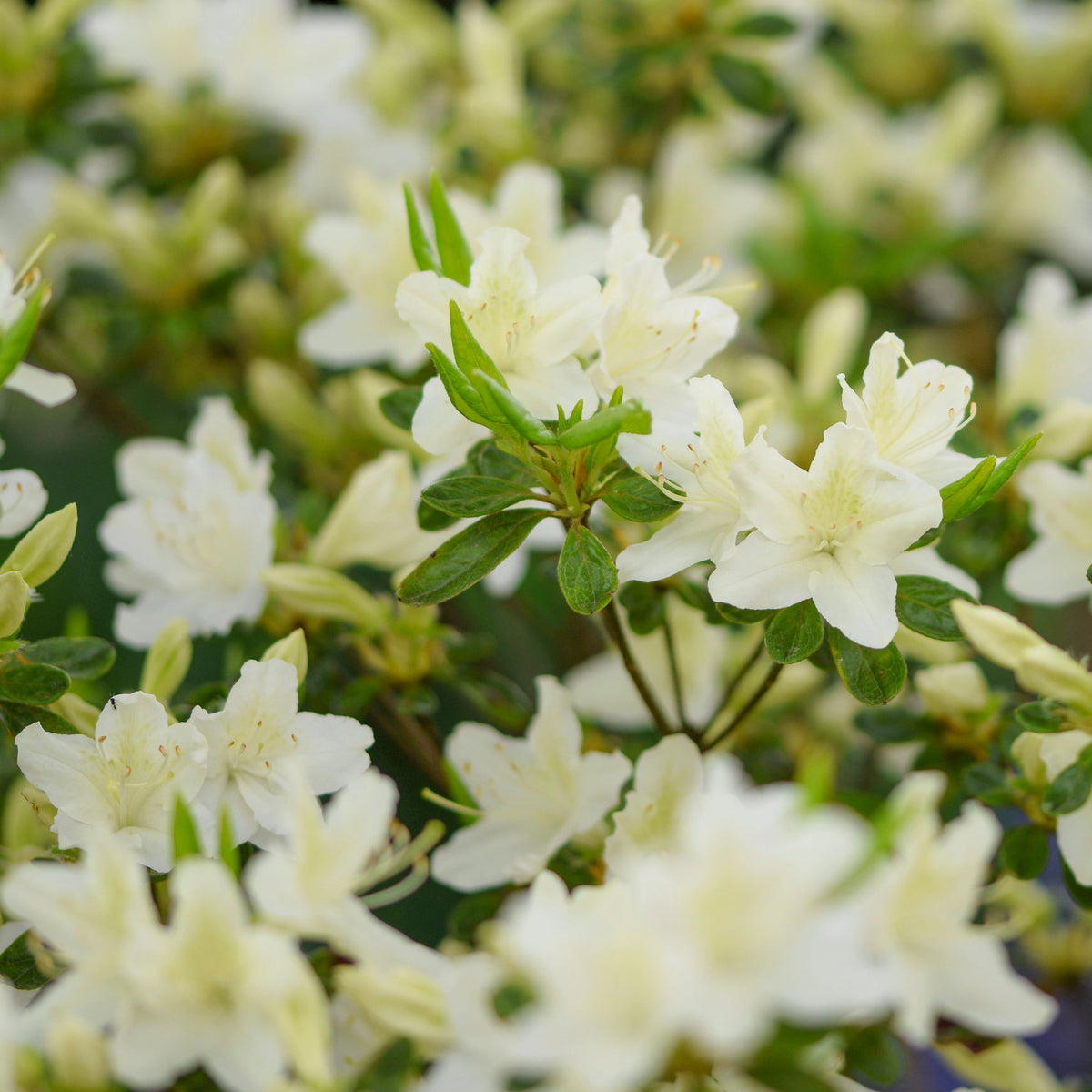 Japanische Azalee White Surprise - Willemse