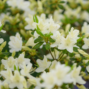 Japanische Azalee White Surprise - Willemse