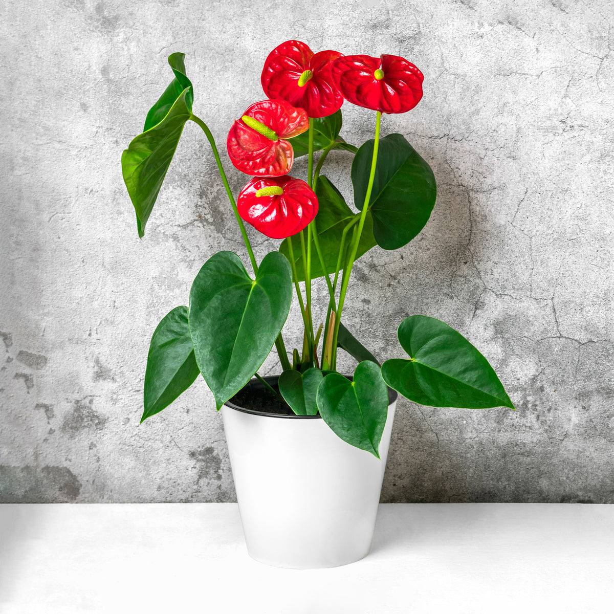 Rote Flamingoblume / Anthurium red - Anthurium Royal Champion - Willemse