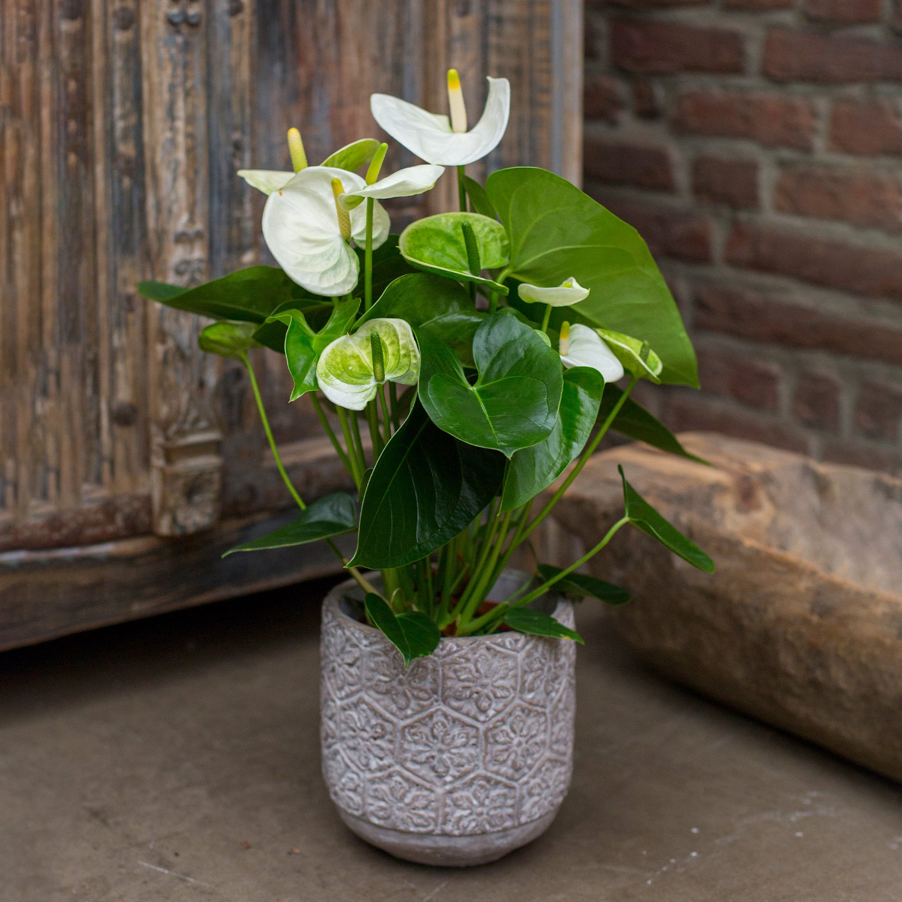 Weiße Flamingoblume /Anthurium white - Willemse