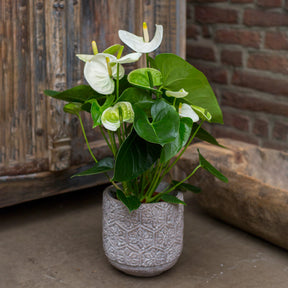 Weiße Flamingoblume /Anthurium white - Willemse
