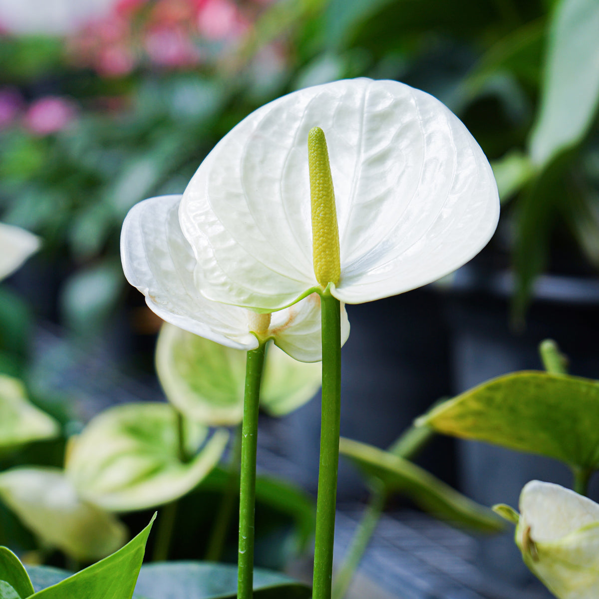 Weiße Flamingoblume /Anthurium white - Anthurium White Champion - Willemse