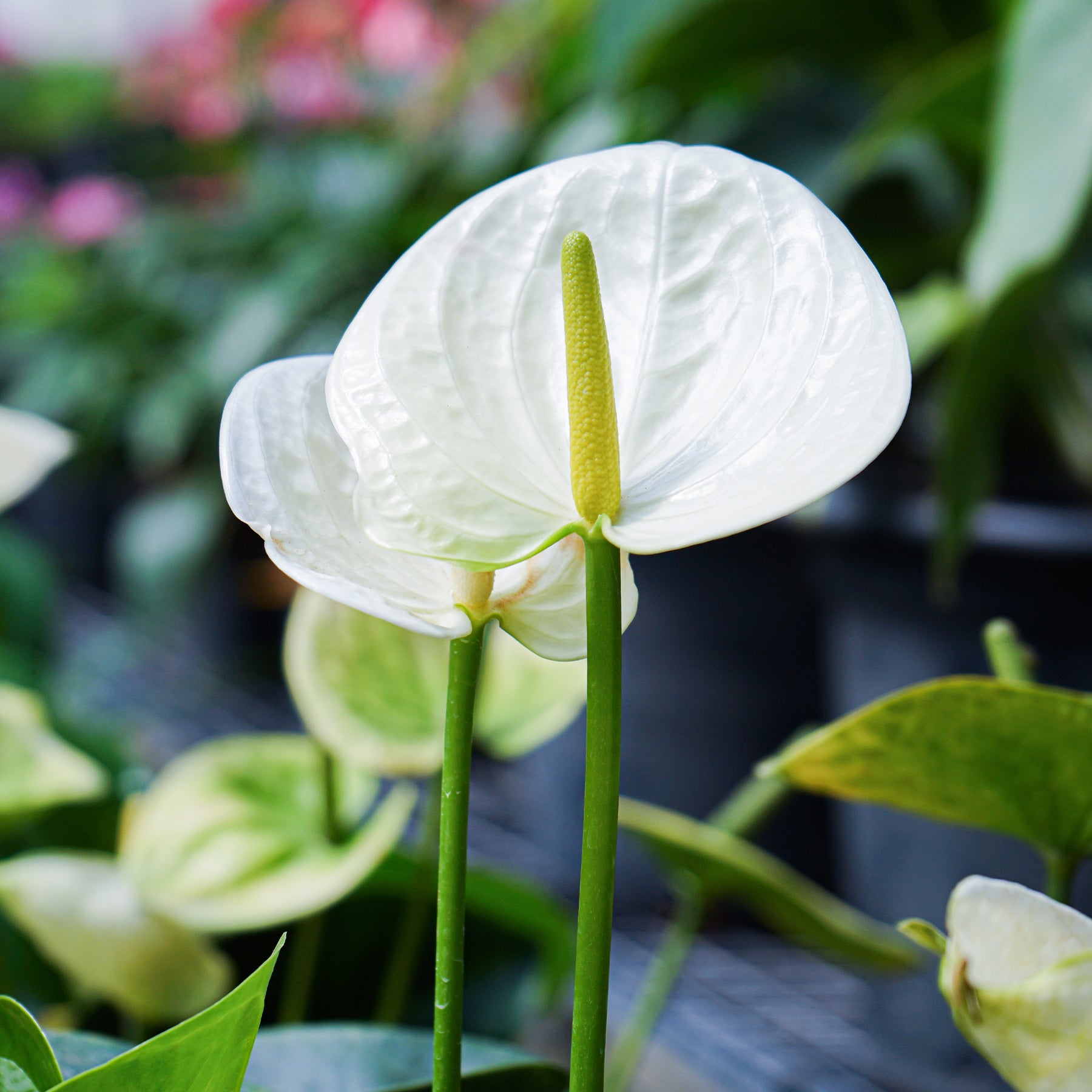 Weiße Flamingoblume /Anthurium white - Anthurium White Champion - Willemse