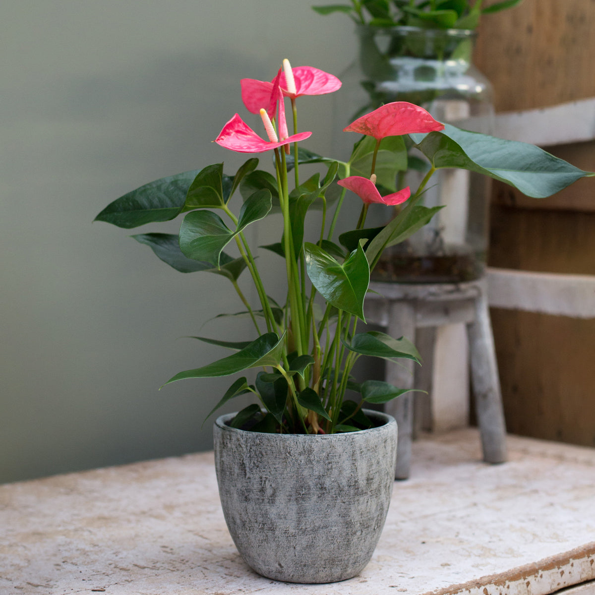 Pink Flamingoblume / Anthurium pink - Willemse