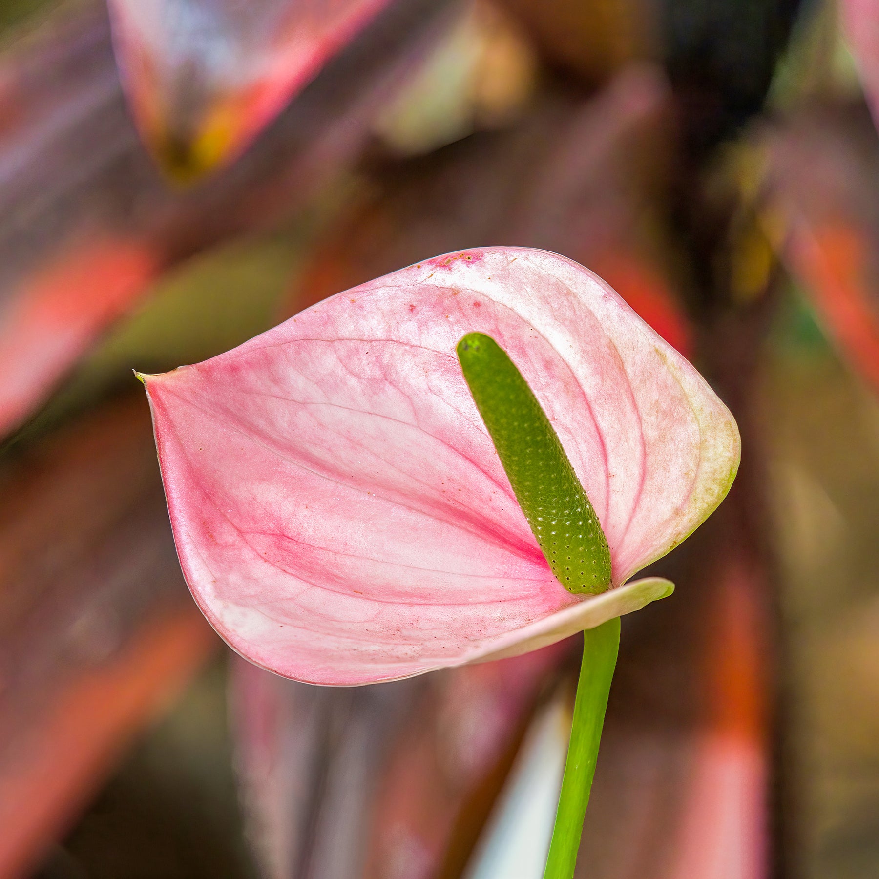 Anthurium andreanum Sweet Dream - Pink Flamingoblume / Anthurium pink - Blühende Zimmerpflanzen