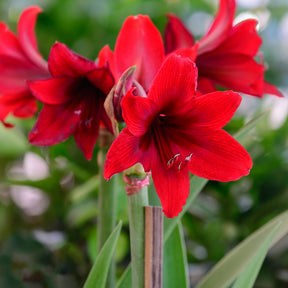 Amaryllis in Wachs - Wachs Amaryllis  Gloss X Mas Red - Amaryllis Gloss X Mas Red