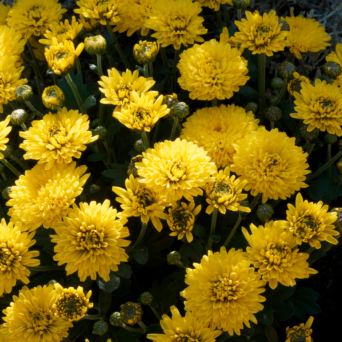 Chrysantheme Gelb/Orange - Chrysanthemum indicum - Willemse