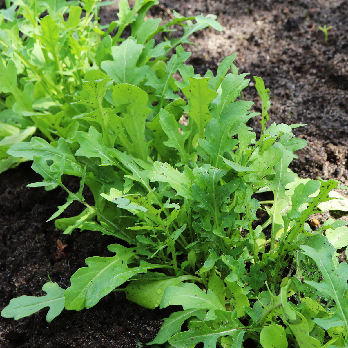 Rucola - Eruca sativa - Willemse