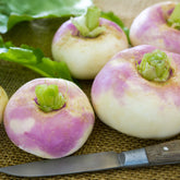 Mairübe ‘De Milan’ (rosa Hals) - Brassica rapa de milan à collet rose - Willemse