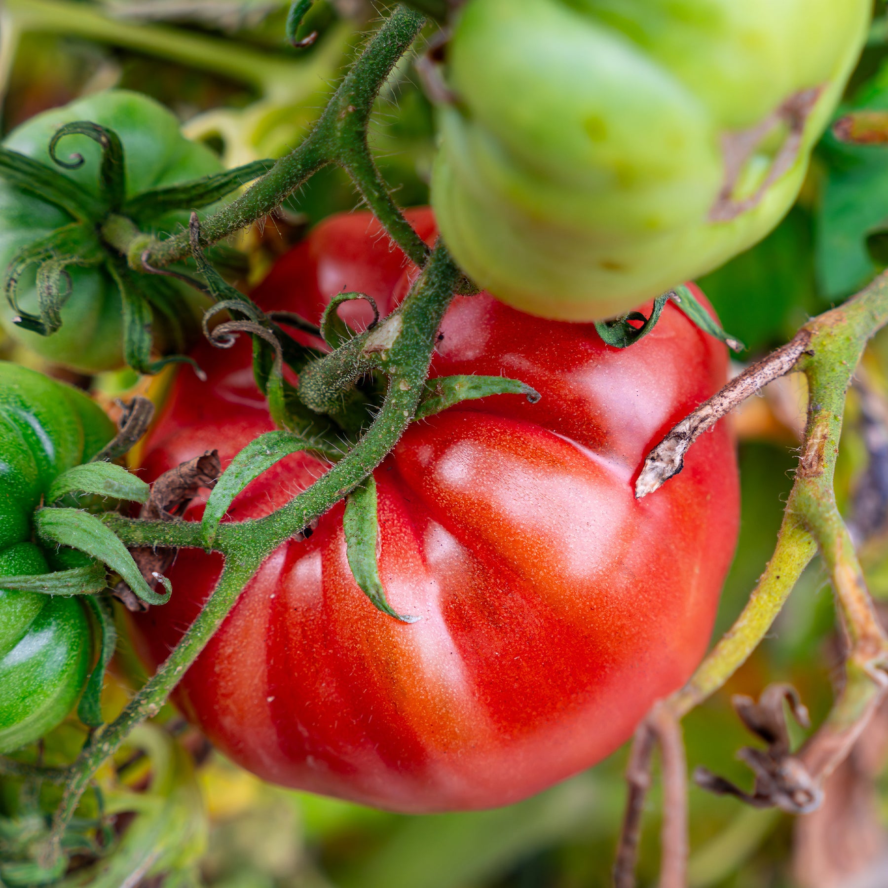 Verkauf Gemüse-Kollektion für die Sonne - Cucurbita pepo, Solanum melongena, Capsicum annuum, Solanum lycopersicum