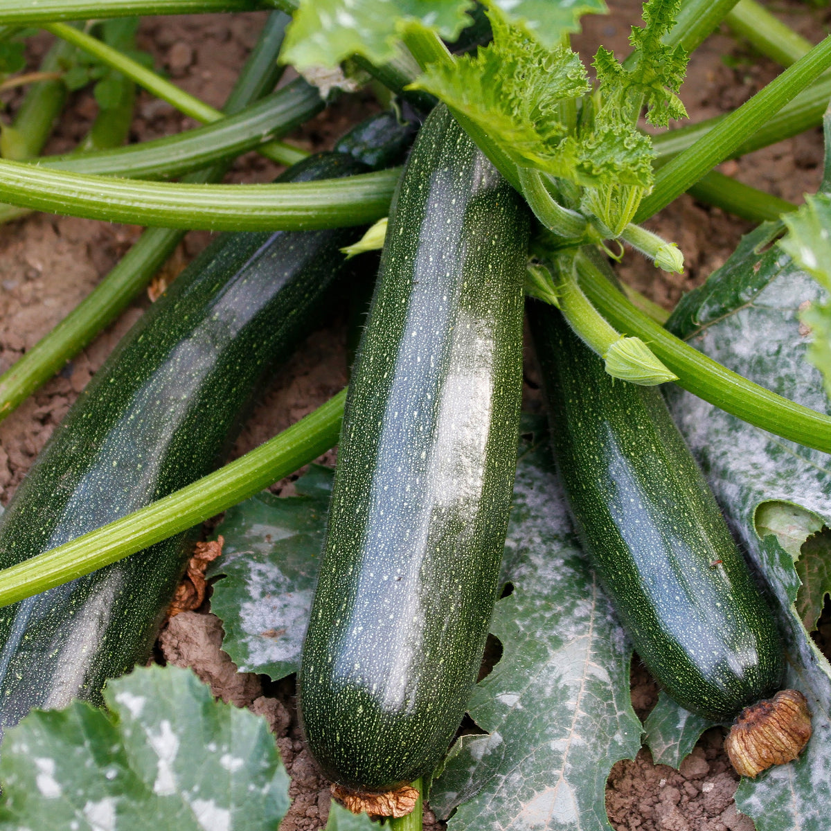Zucchini Black Beauty - Cucurbita pepo  black beauty - Willemse