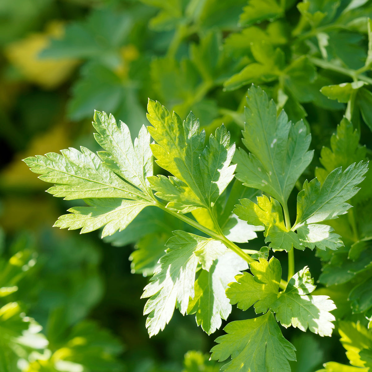 Petersilie ‘Commun 2’ Bio - Petroselinum crispum commun 2 - Willemse