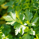 Petersilie ‘Commun 2’ Bio - Petroselinum crispum commun 2 - Willemse