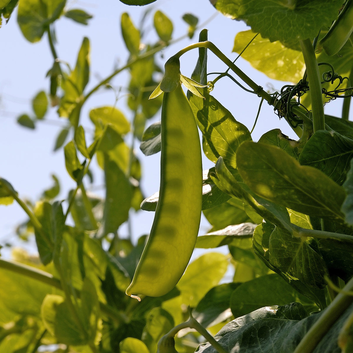 Zuckerschote ‘Bamby’ - Pisum sativum bamby (obt. gautier) - Willemse