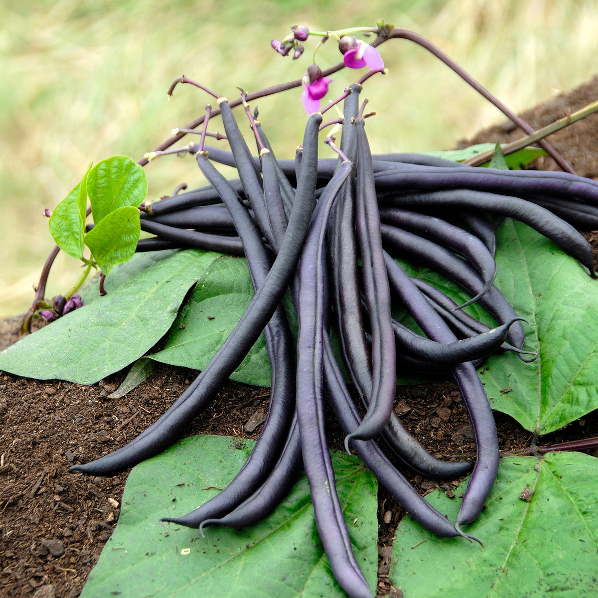 Buschbohne Purple Queen - Phaseolus vulgaris purple queen - Willemse