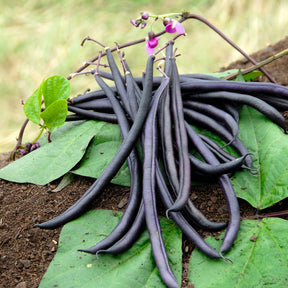 Buschbohne Purple Queen - Phaseolus vulgaris purple queen - Willemse