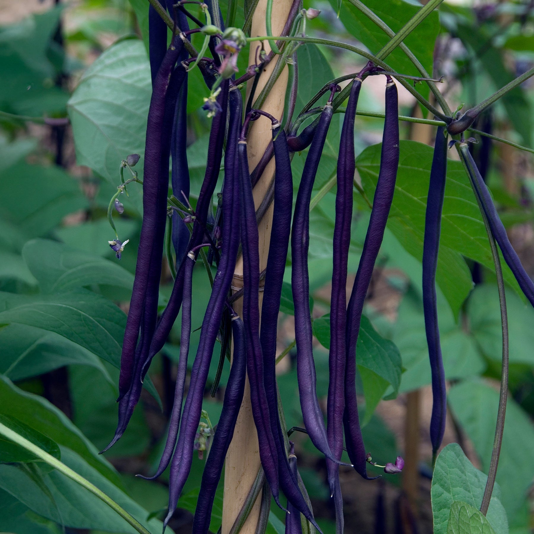 Phaseolus vulgaris - Stangenbohne mit violetten Hülsen - Samen für Bohnen