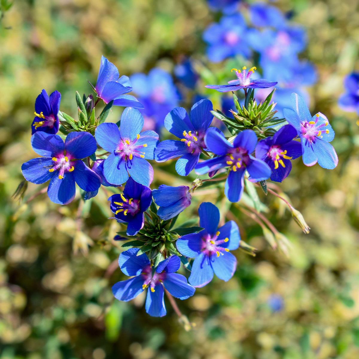 Blaue Anagallis (Linn-Leinkraut) - Willemse