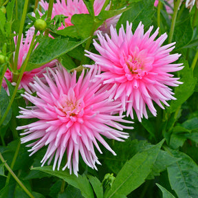 Kaktusdahlie Park Princess (x3) - Dahlia Park Princess - Willemse