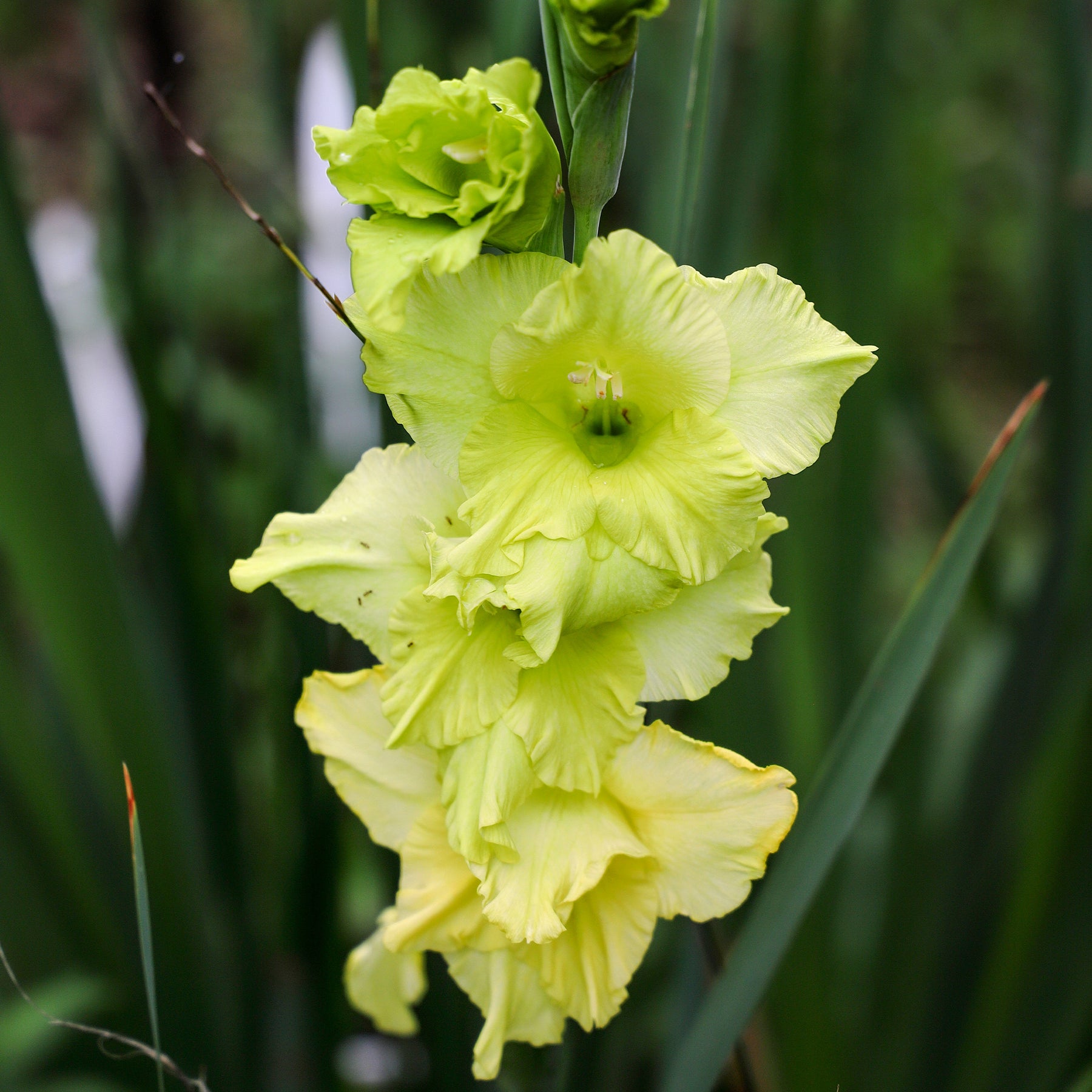 Gladiolus Dingadong - Gladiolen Dingadong (x25) - Gladiole-Zwiebeln