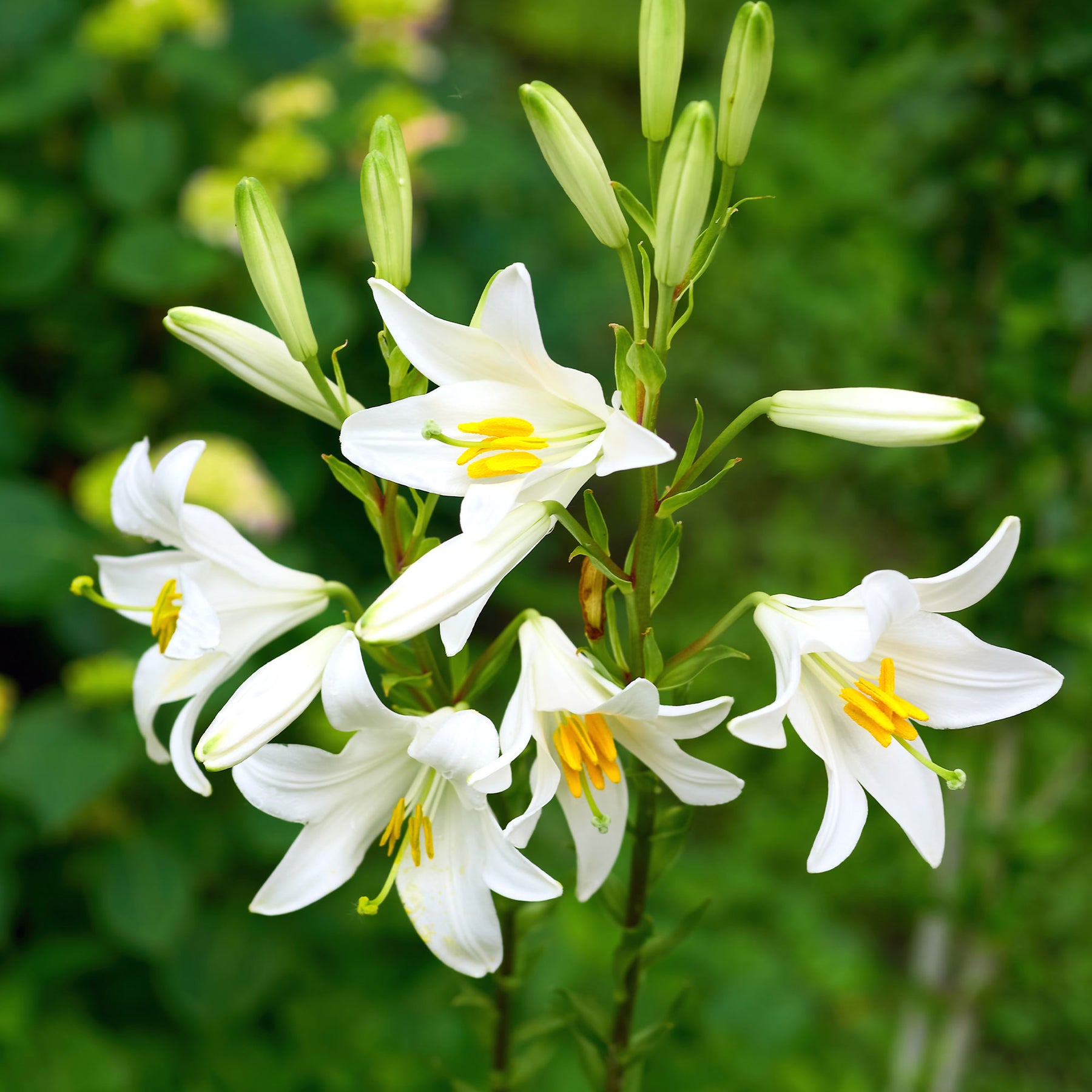 Madonnenlilien (x2) - Lilium candidum - Willemse
