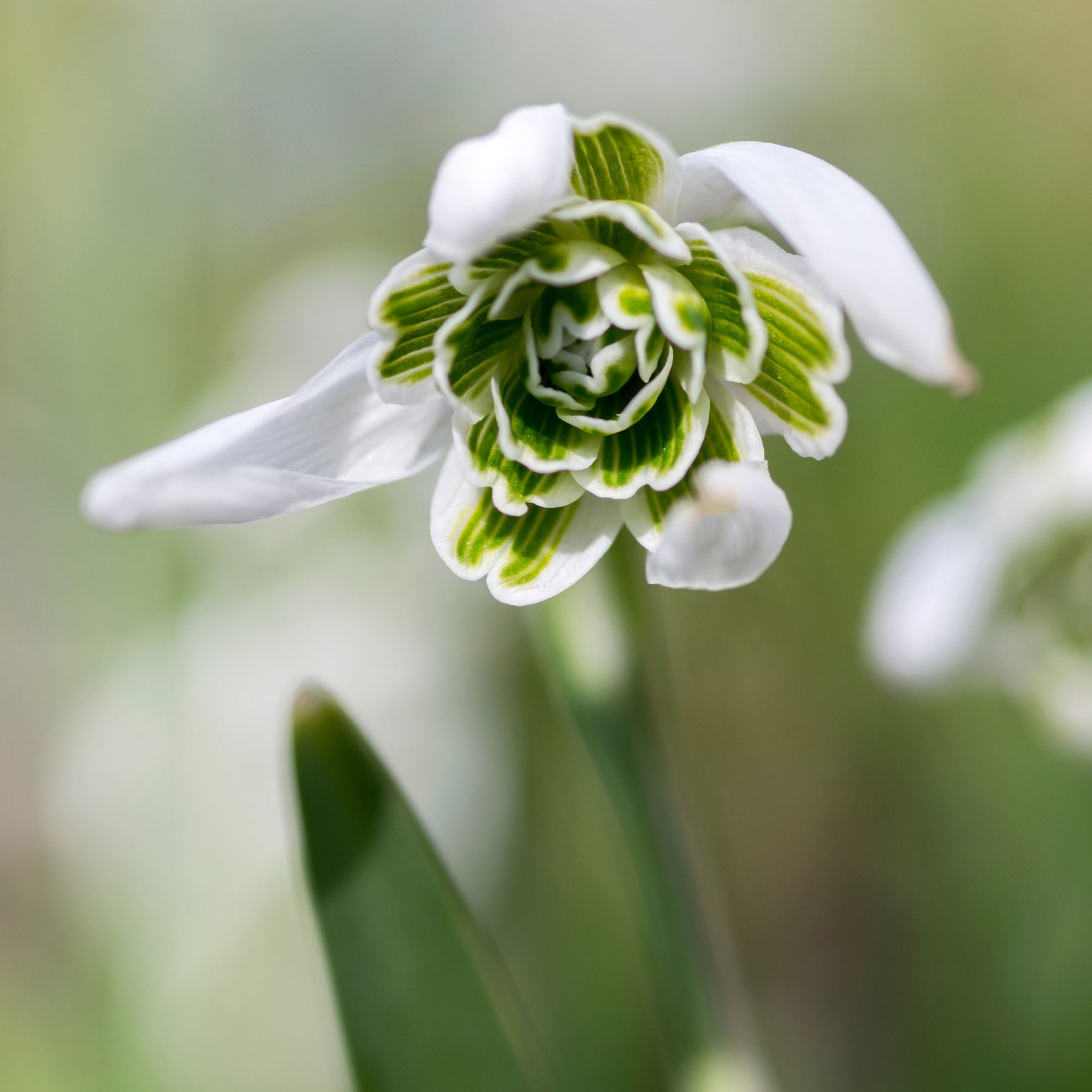 Schneeglöckchen - Galanthus-Zwiebeln - Doppeltes Schneeglöckchen (x10) - Galanthus nivalis flore pleno