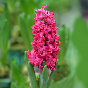Hyazinthe 'Jan Bos' (x6) - Hyacinthus orientalis Jan Bos - Willemse