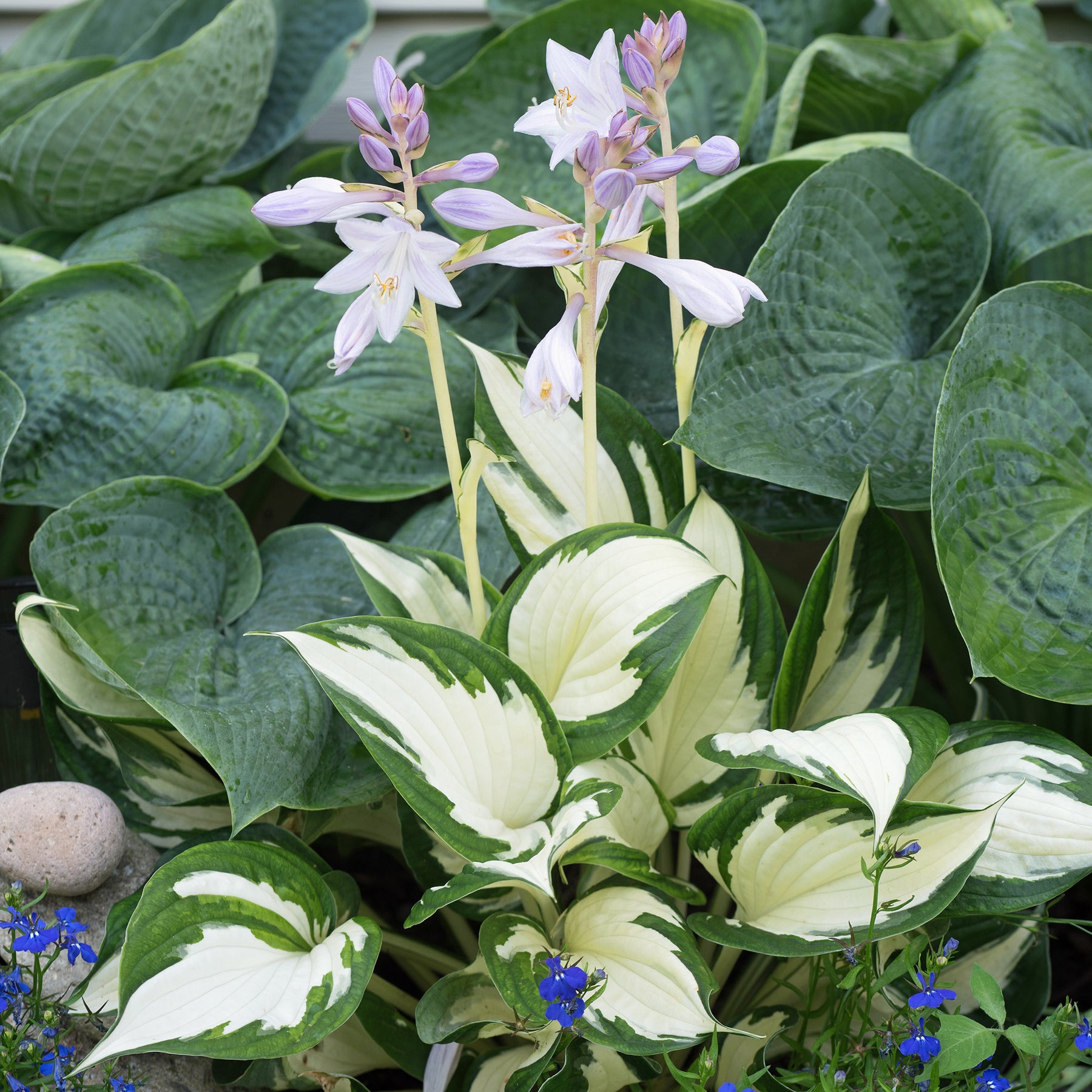 Funkie ‘Fire and Ice’ - Hosta Fire and Ice - Willemse