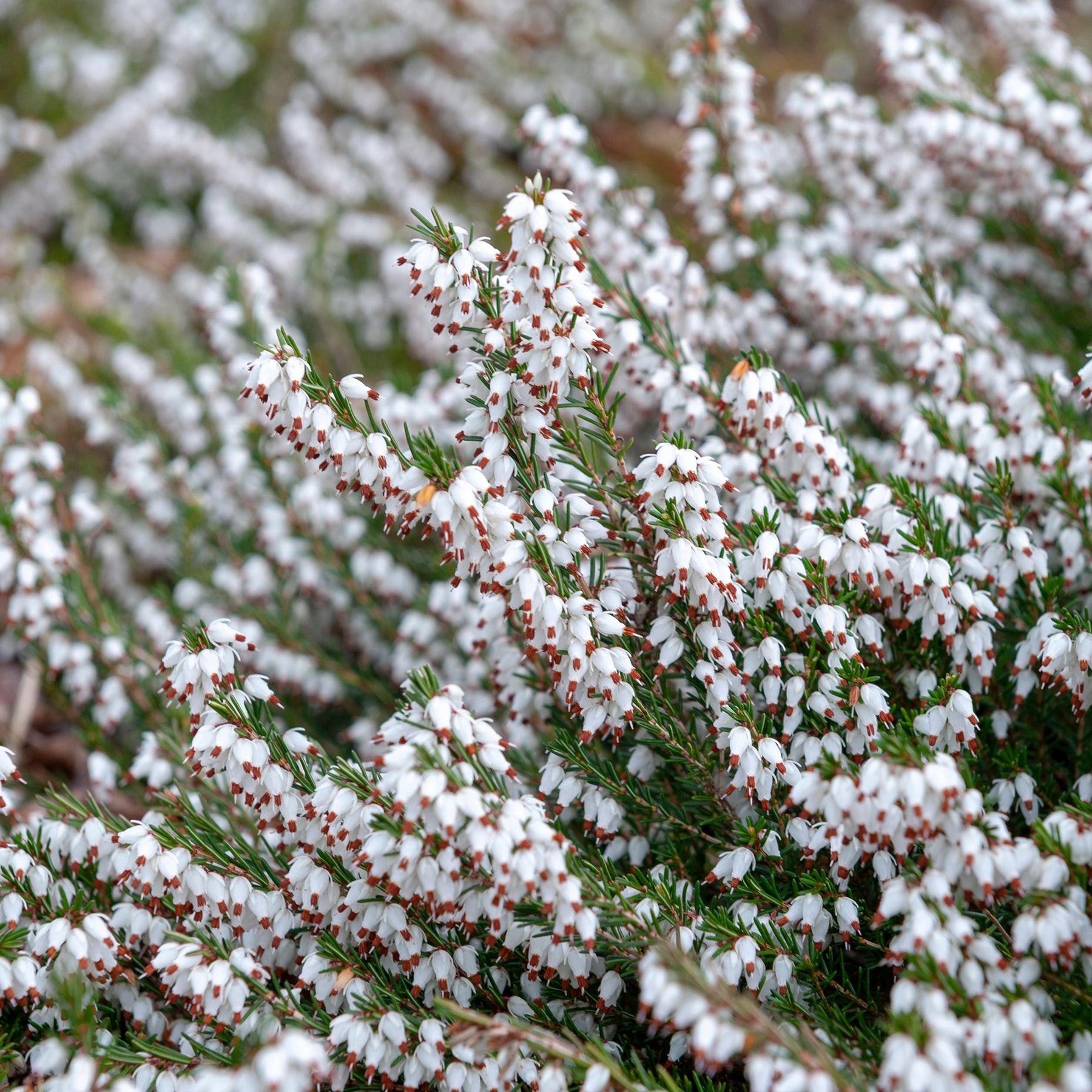 Weiße Winterheide (x3) - Erica carnea - Willemse