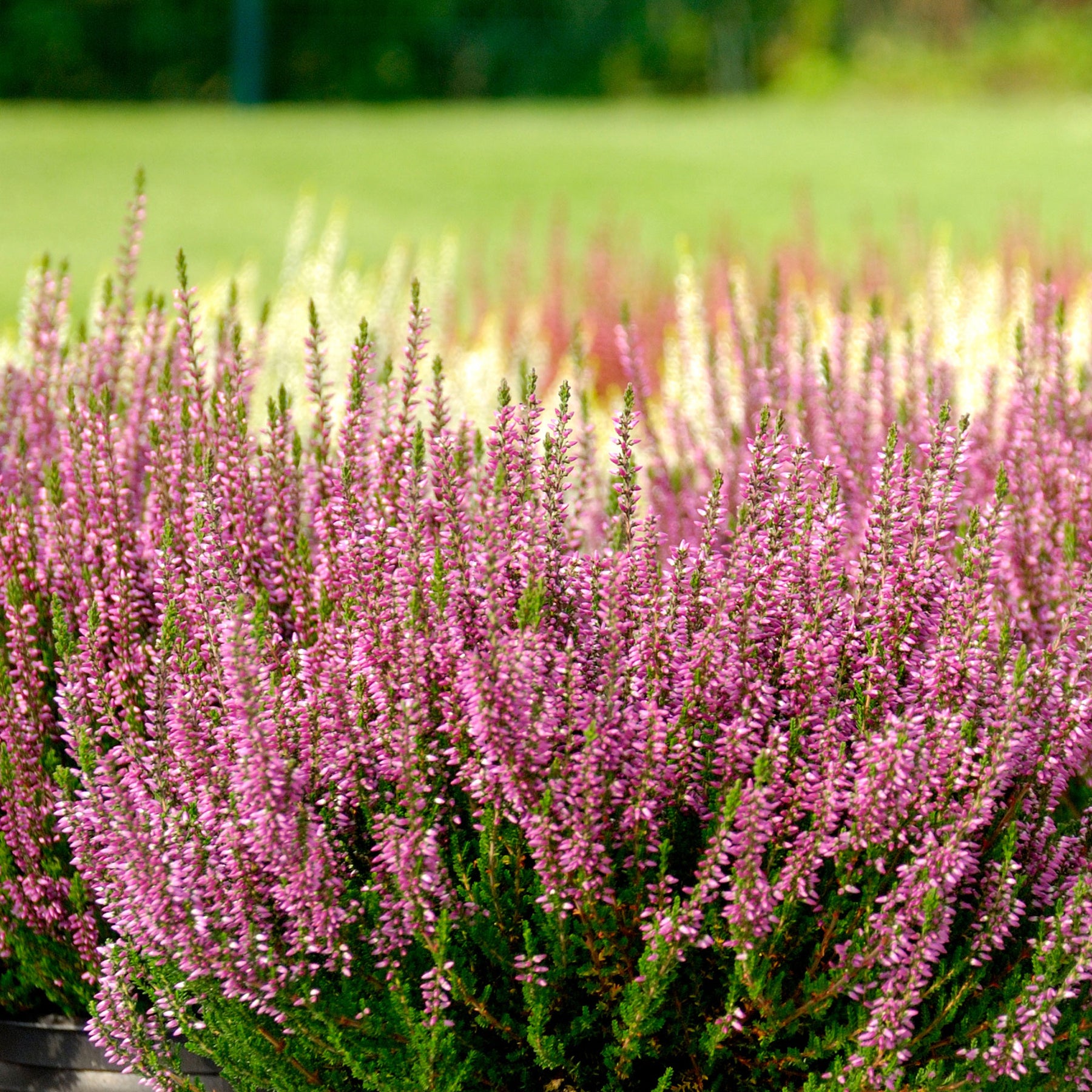 Sommerheide rosa, grünlaubig (x3) - Willemse