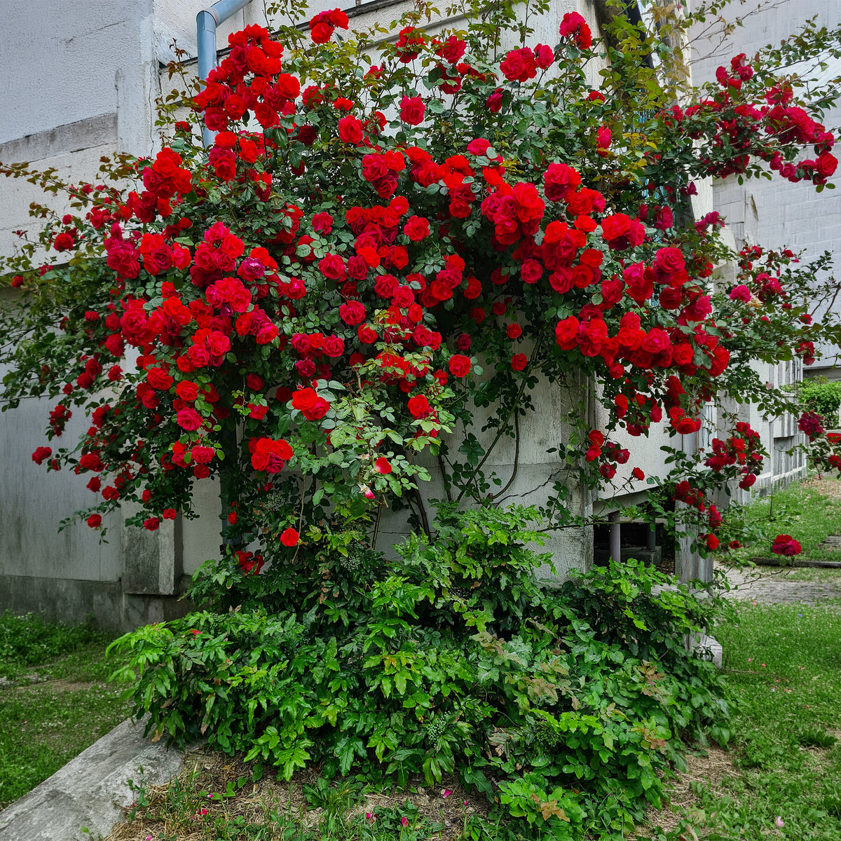 Kletterrose Musimara