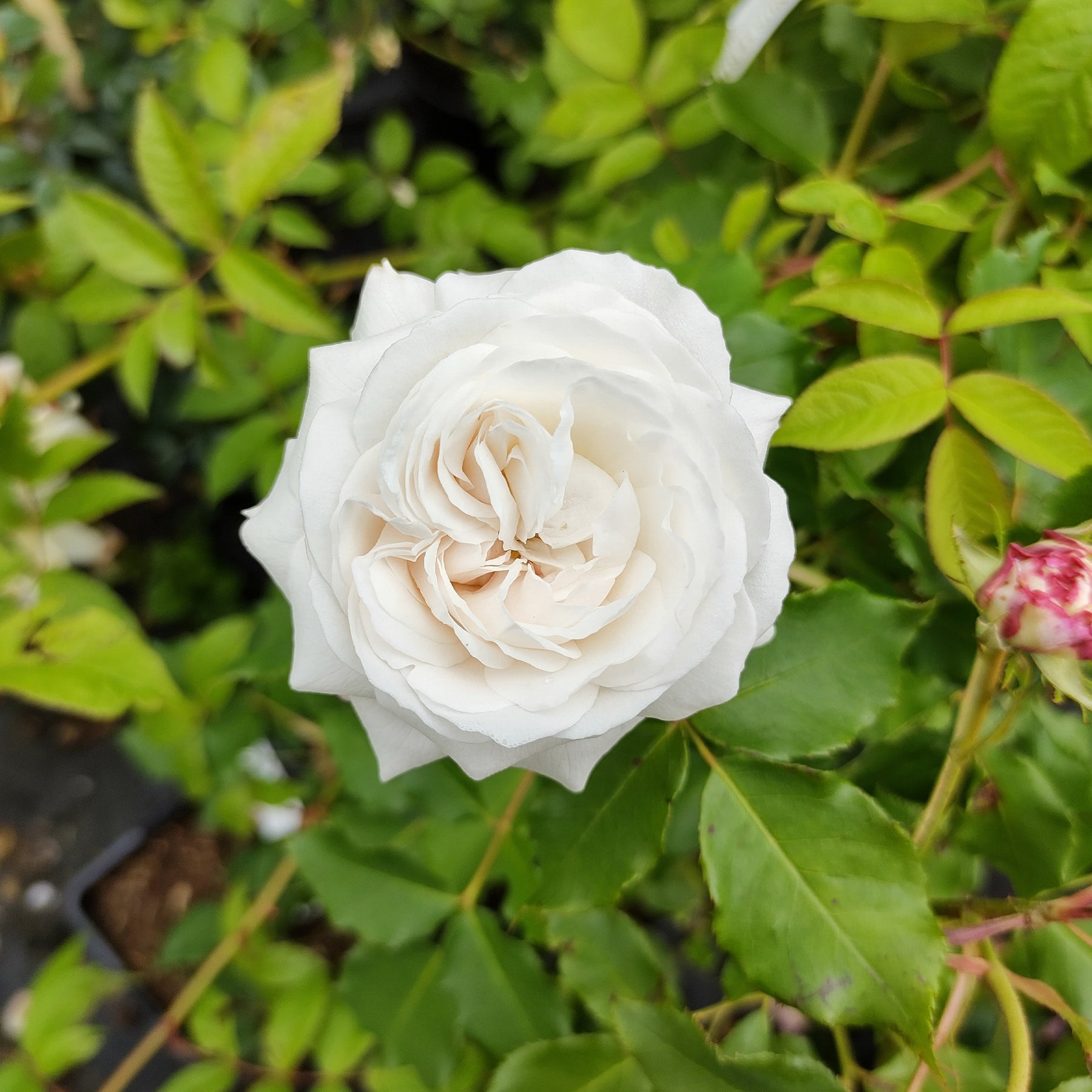 Strauchrose ‘Boule de Neige’ - Rosa boule de neige - Willemse