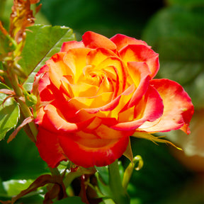 Zweifarbige Strauchrose - Rosa - Willemse
