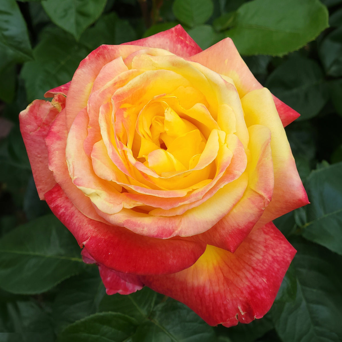 Rosa - Zweifarbige Strauchrose - Rosen - Nackte Wurzeln