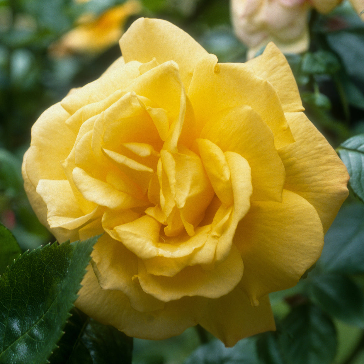 Strauchrose China Town - Willemse