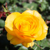 Rose ‘Hadangel’ - Rosa hadangel - Willemse
