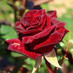 Strauchrose Black Baccara ® Meidebenne - Willemse