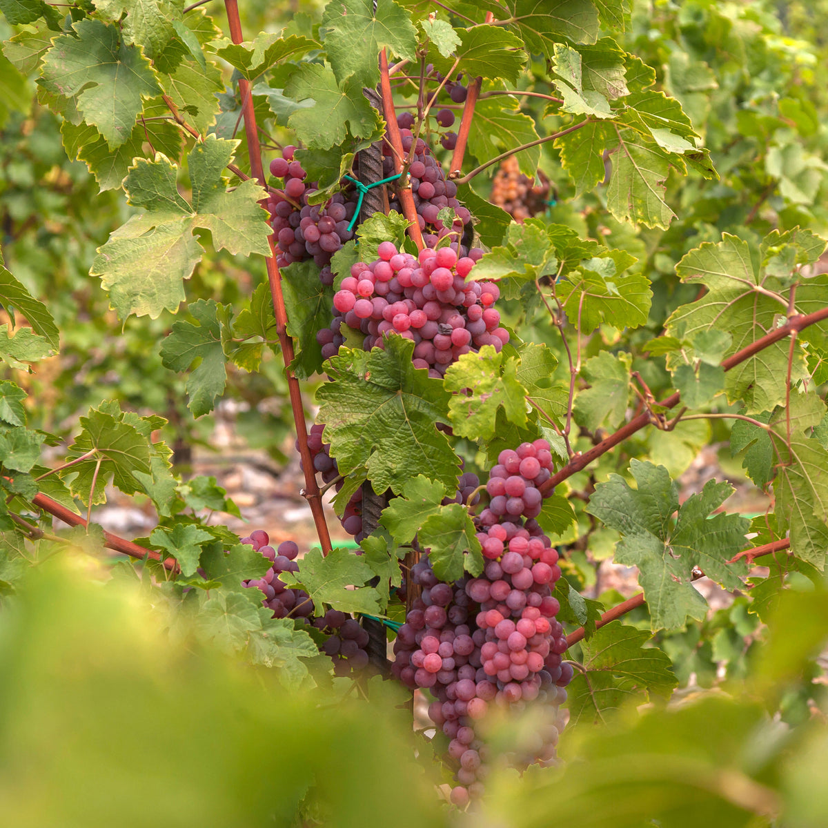 Tafeltraube ‘Chasselas Rose’ - Willemse