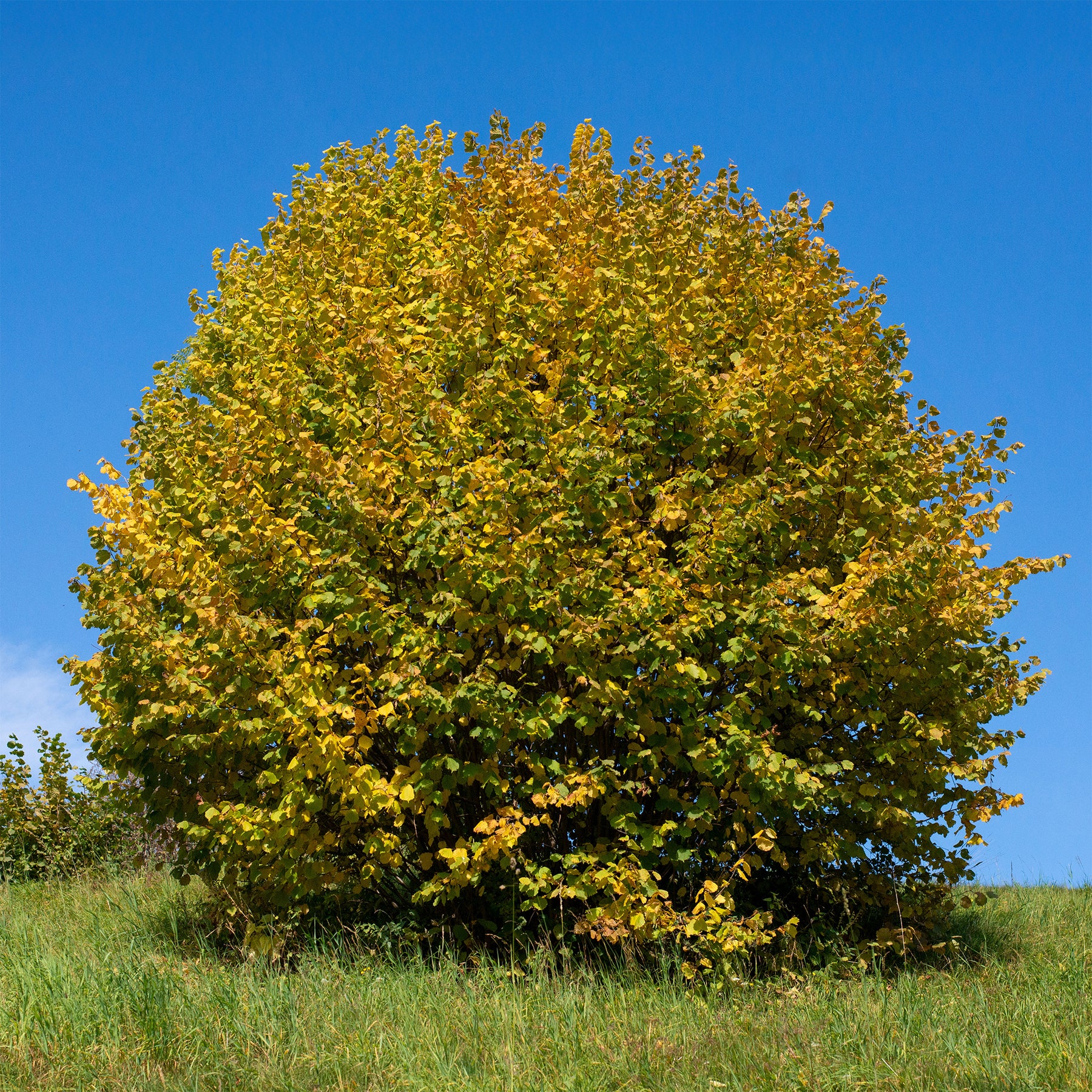 Haselnuss - Corylus avellana - Willemse