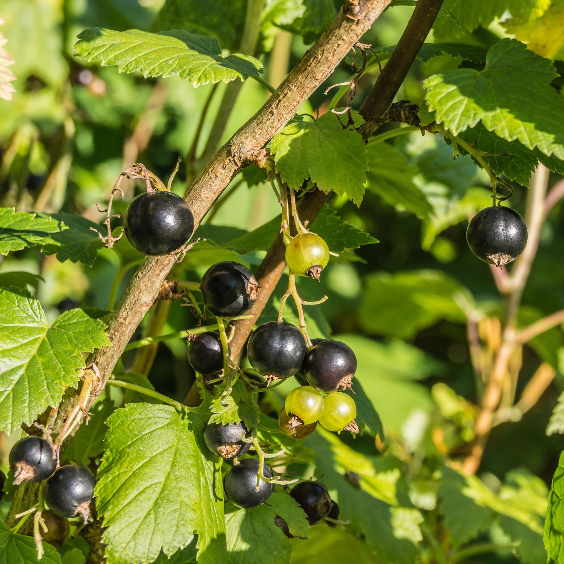 Schwarze Johannisbeere Andega - Ribes nigrum 'andega' - Willemse