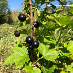 Schwarze Johannisbeeren - Schwarze Johannisbeere Andega - Ribes nigrum 'andega'