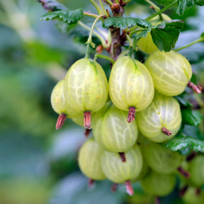 Ribes uva-crispa anglaise blanche - Englische Weiße Stachelbeere (x2) - Johannisbeeren