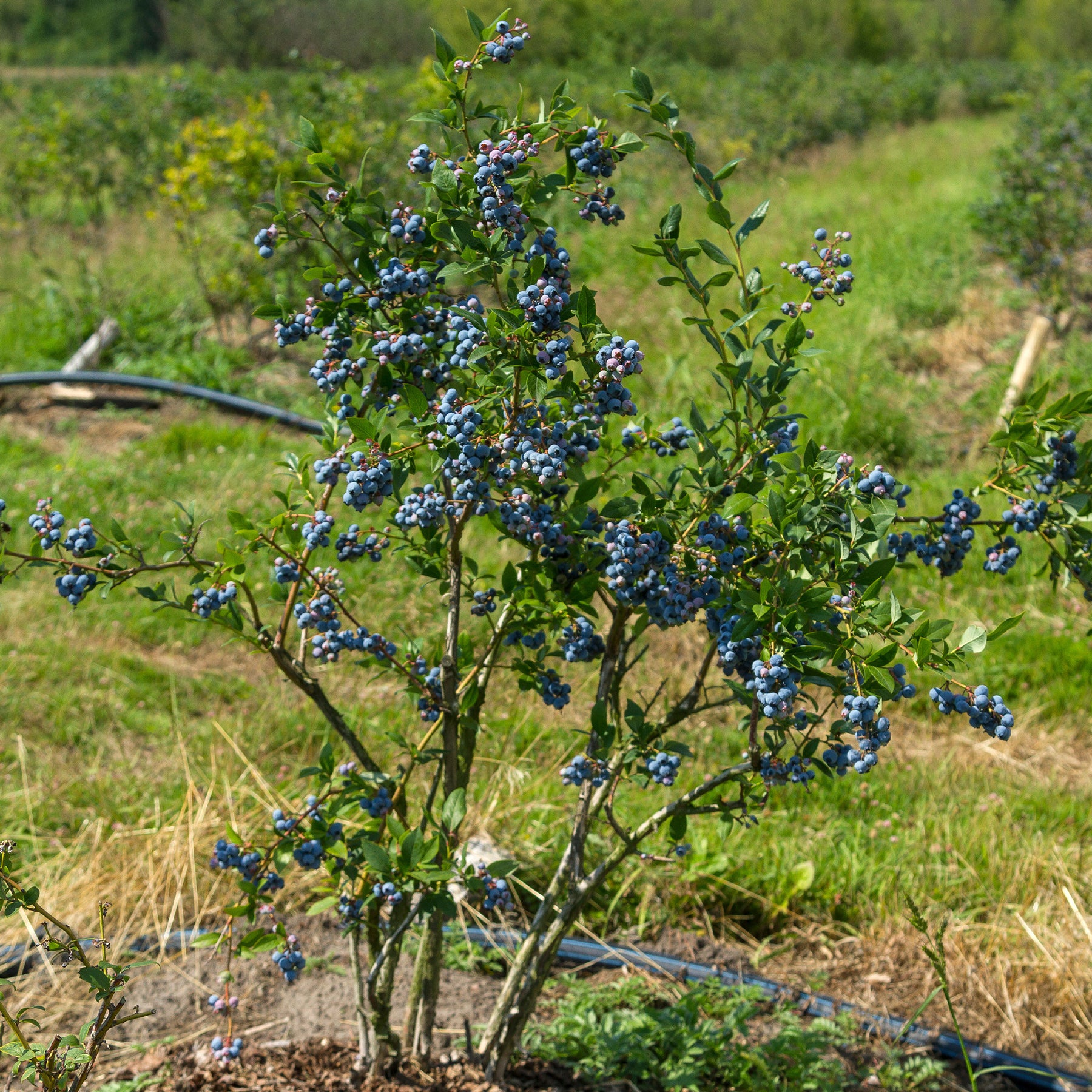Heidelbeeren - Heidelbeere Vitaminos - Vaccinium corymbosum Vitaminos