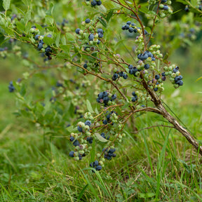 Heidelbeere Vitaminos - Vaccinium corymbosum Vitaminos - Willemse