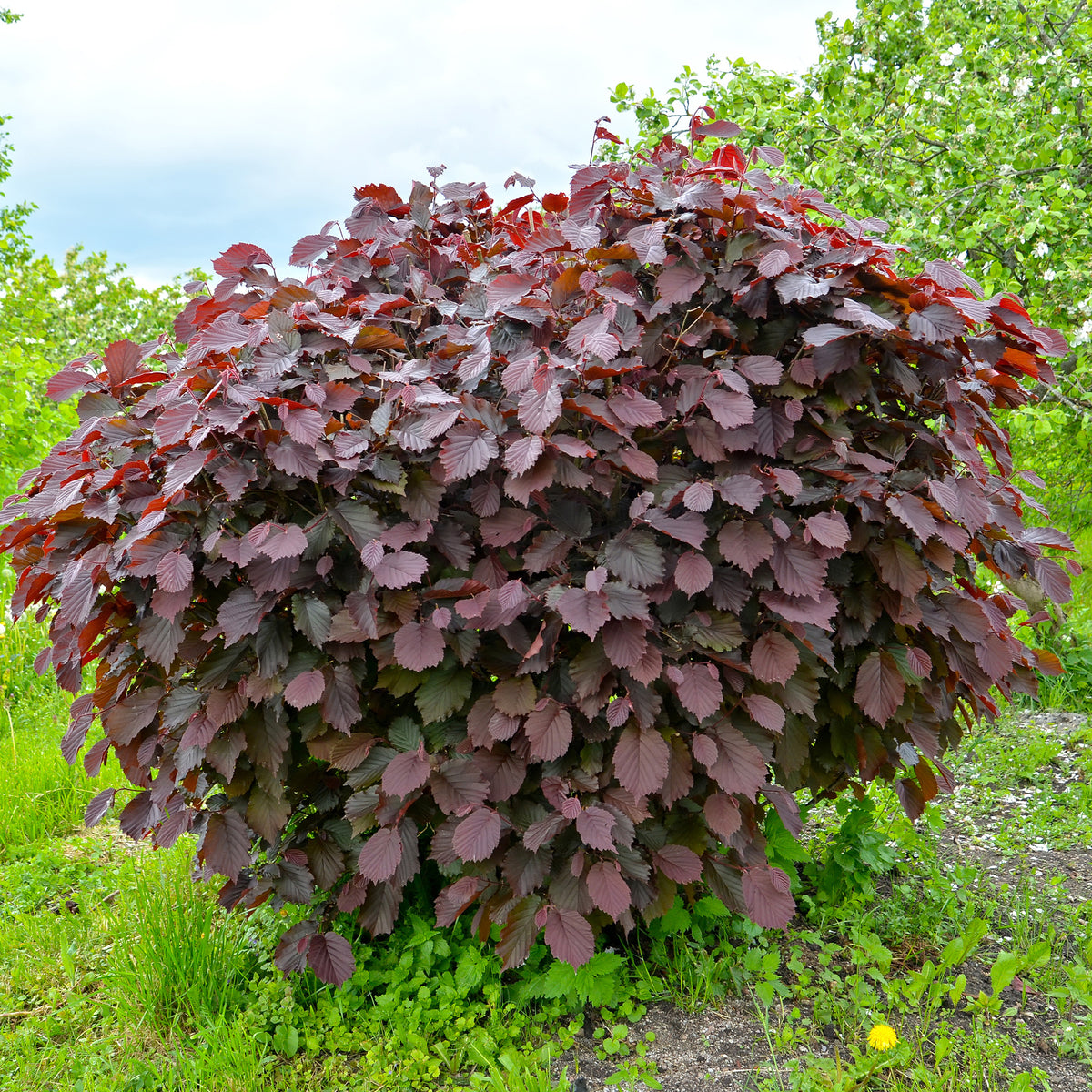 Corylus maxima purpurea - Bluthasel 'Purpurea' - Haselnuss