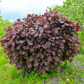 Corylus maxima purpurea - Bluthasel 'Purpurea' - Haselnuss