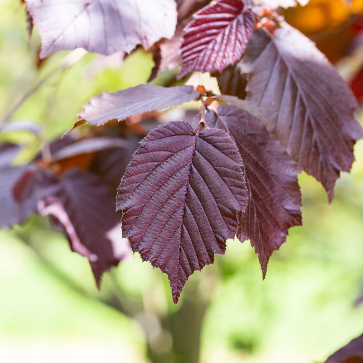 Verkauf Bluthasel 'Purpurea' - Corylus maxima purpurea